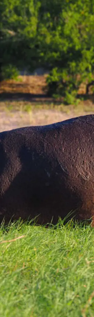 Flussfahrt auf dem Chobe River